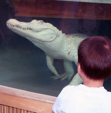White Aligator at Maritime Aquarium at Norwalk CT