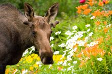 Urban Moose