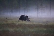 Bear in Northern Lakeland