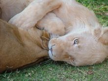 Rough play: a young tawny and white lion play