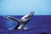 Close look at a humpback whale, Hervey Bay
