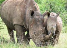 Rhinos in the Reserve