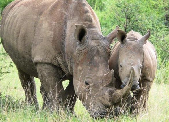 Rhinos in the Reserve