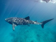 Swimming with whale sharks at Ningaloo Reef