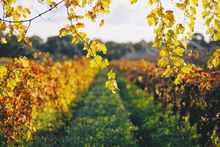 Swan Valley vineyards