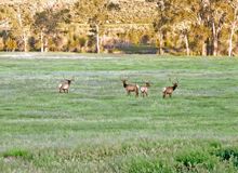 Elk graze in Yellowstone Country.