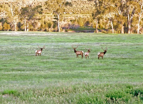 Elk graze in Yellowstone Country.