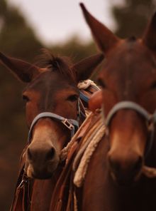 The famous Grand Canyon mules offer a car-free alternative for exploring the Grand Canyon. 