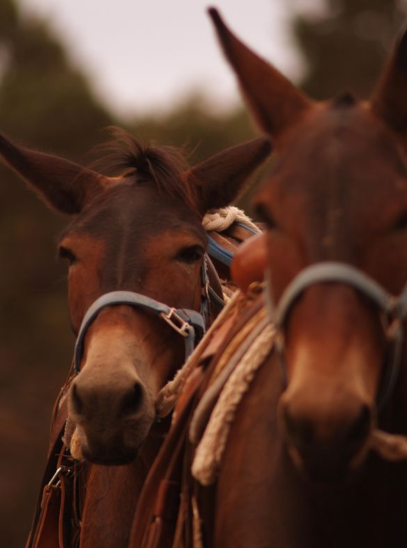 The famous Grand Canyon mules offer a car-free alternative for exploring the Grand Canyon. 