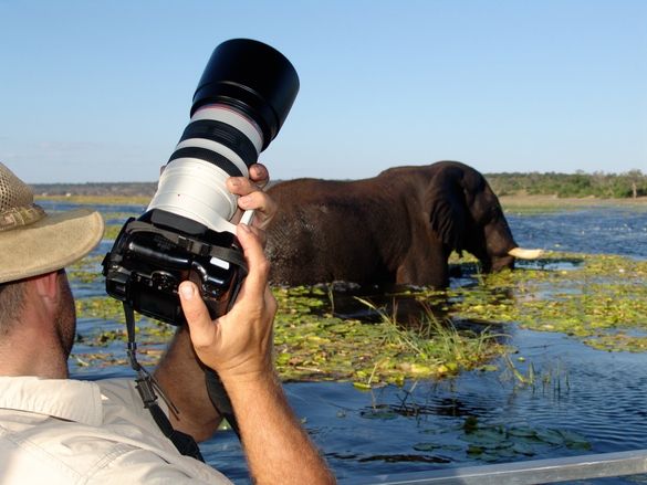 elephant close up