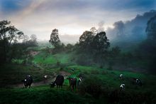 Country Valley Dairy