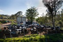 Country Valley Dairy