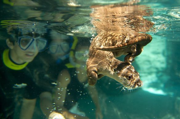 Discovery Cove