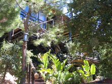 DDG Will Plant A Tree For Every Booking Taken
