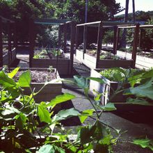 Orpheus Veggie Patch