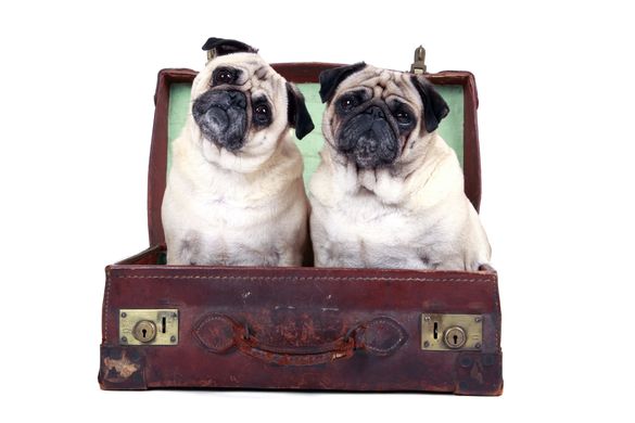 Travelling Pugs