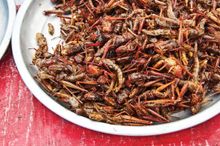 Fried Grasshoppers, Mexico