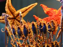 Insects On Sticks, China