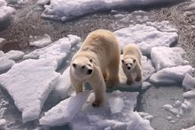 Polar Bears