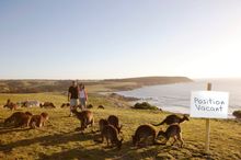 Best Jobs in the World - Wildlife Caretaker (South Australia)