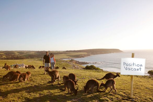 Best Jobs in the World - Wildlife Caretaker (South Australia)