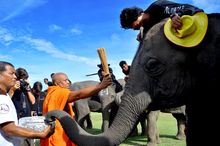 Elephant Blessing 