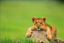 Cute Lion Cub