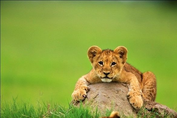 Cute Lion Cub
