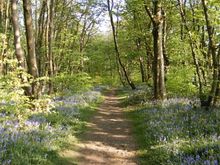 Bluebells At Bryngarw Country Park 