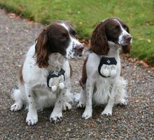 With Springer Spaniels Hector And Toby Around, Craigend B&B Welcome Guests With Canine Companions