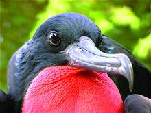 Frigatebird