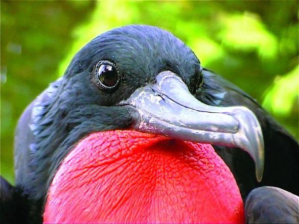 Frigatebird