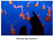 Monterey Bay Aquarium