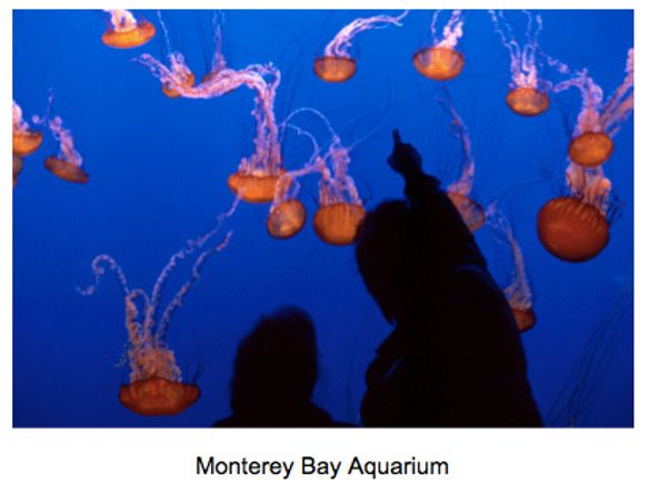 Monterey Bay Aquarium