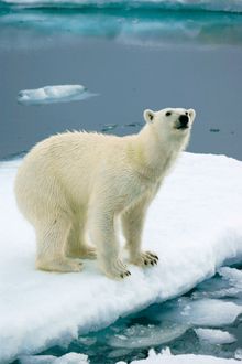 Polar Bear - photo credit David Mannix
