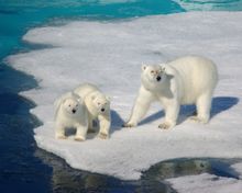other and Cubs, Greenland Sea, 2010 - Credit Philip Ogilvie
