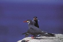 Chilean Birdwatching