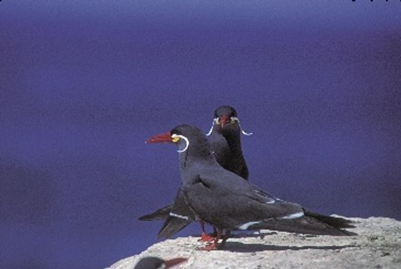 Chilean Birdwatching