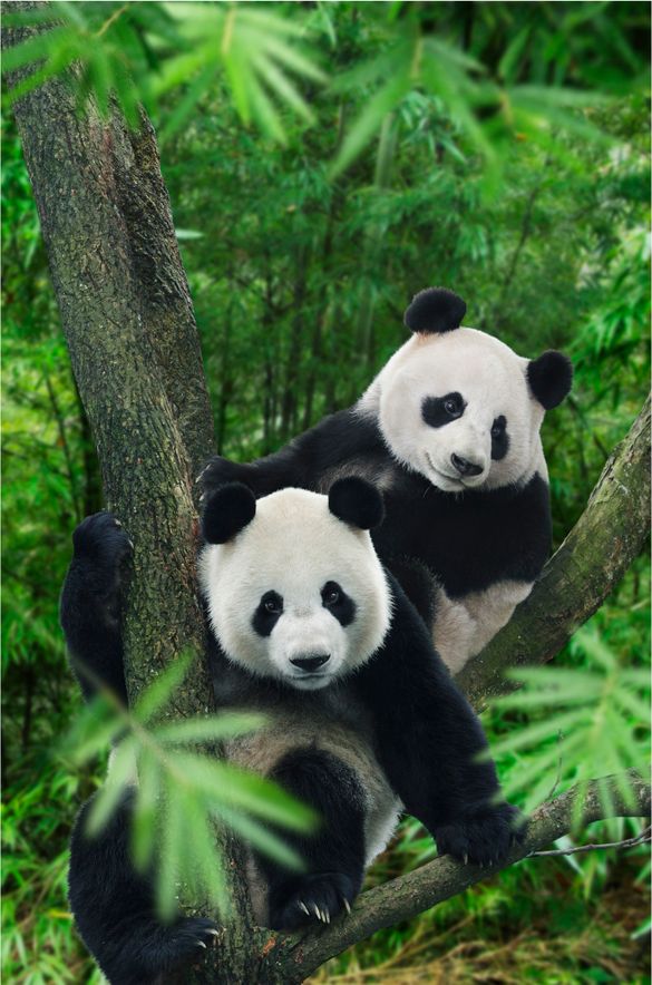 River Safari\'s Giant Pandas, Kai Kai and Jia Jia