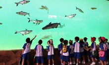 Mekong Giant Catfish at River Safari