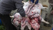 The full butchering course is not for the faint of heart.