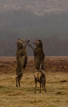 Boxing Stags