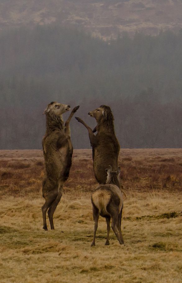 Boxing Stags