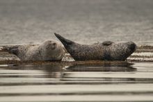 Sleeping Seals