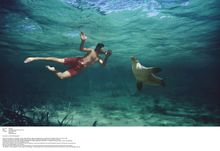South Australia, Swimming With Seals