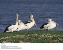 Pelicans, Kangaroo Island, South Australia