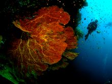 Diving at Tenggol Island, Malaysia