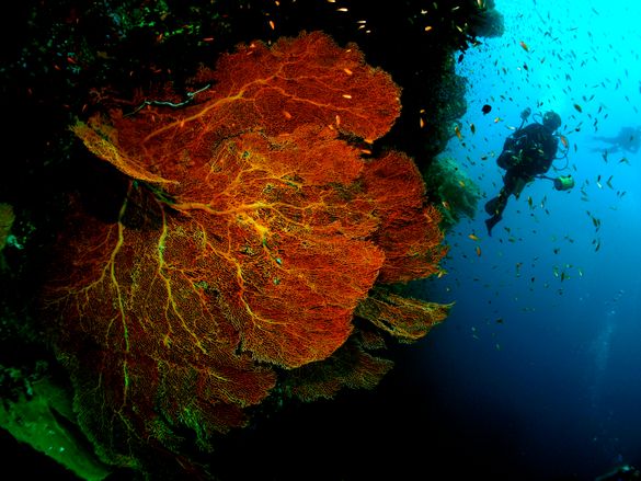 Diving at Tenggol Island, Malaysia