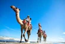 Coffs Coast Camels