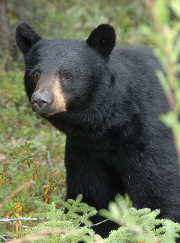 Black Bear, Yukon